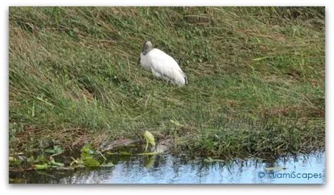 Everglades Pictures: Anhinga Trail