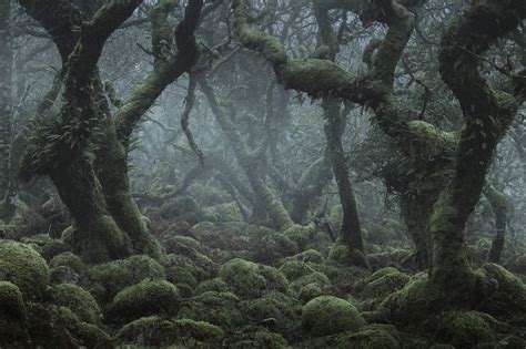 Mística: A série de fotografias que retrata uma floresta encantada em Inglaterra | Floresta ...