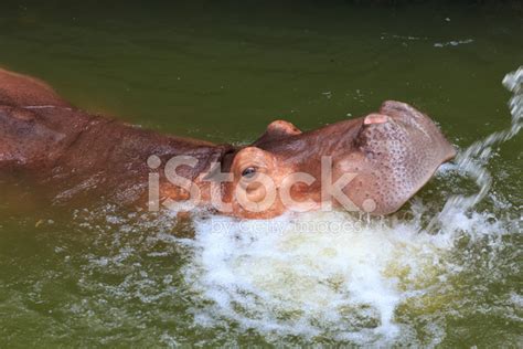 Hippopotamus Swimming In The Water Stock Photo | Royalty-Free | FreeImages