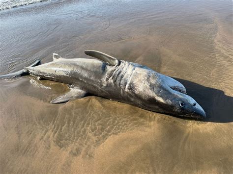 Shark vs Orca 2 - credit Drone Fanatics SA - Save Our Seas Foundation