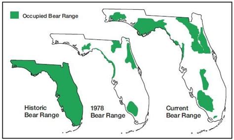 Florida Black Bear | Imagine Our Florida, Inc