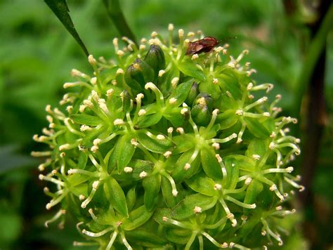 Smilax Herbacea - Carrion Flower | From: www.ionxchange.com/… | Flickr