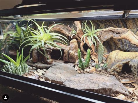 Amazing Pet Enclosures in 2021 | Pet enclosure, Leopard gecko habitat ...