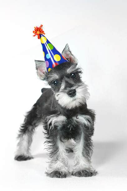 Schnauzer Birthday Stock Photos, Pictures & Royalty-Free Images - iStock