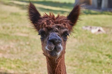 HD wallpaper: alpaca, south america, peru, nature, animal world, mammal ...