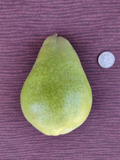 Unpredictable ripening of Moonglow pear - General Fruit Growing ...