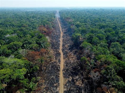 Worst-ever February Rainforest Data For Brazilian Amazon - Primenewsprint