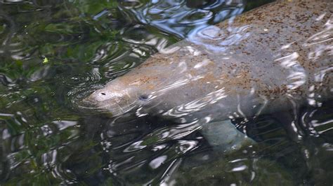 Manatee Springs – Florida Hikes