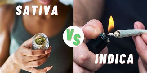 Difference Between Indica And Sativa | Mercy Wellness