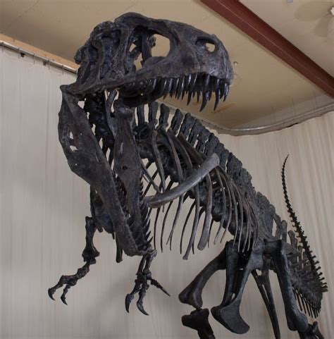 Acrocanthosaurus atokensis Skeleton – Display Replica – Black Hills Institute