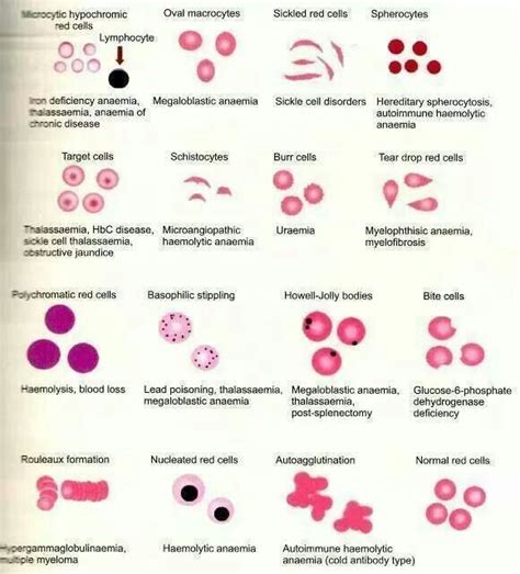 1249 best images about Blood Cells, Components, and Circulation on ...