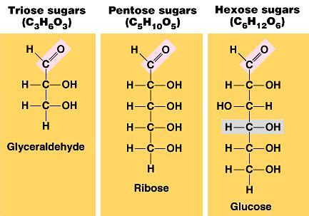 The chemical structures of triose, pentose, and hexose sugars, respectively glyceraldehyde ...