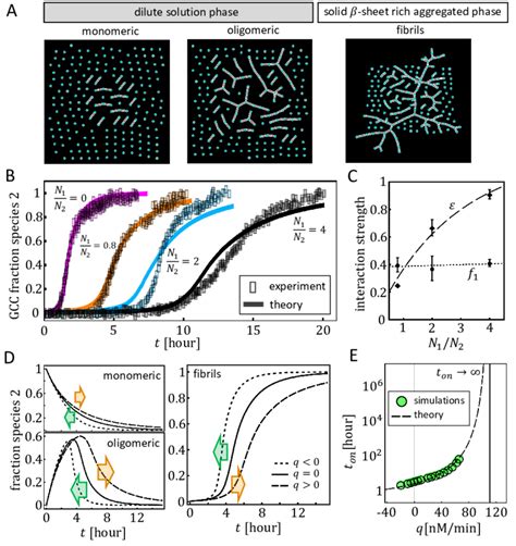 Fibrils formation in a biomolecular condensate. A. Schematics of the... | Download Scientific ...