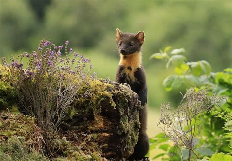 The weird and wonderful wildlife of the UK