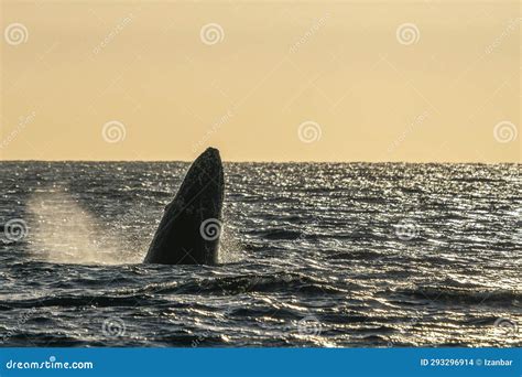 Humpback Whale Breaching at Sunset in Pacific Ocean, Cabo San Lucas ...