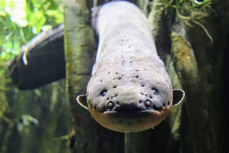 Electric eels found hunting in groups • Earth.com