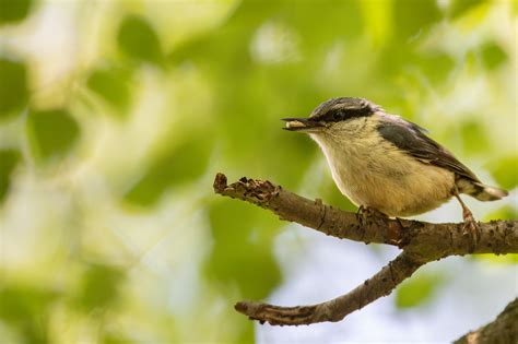 Eurasian nuthatch :: Behance