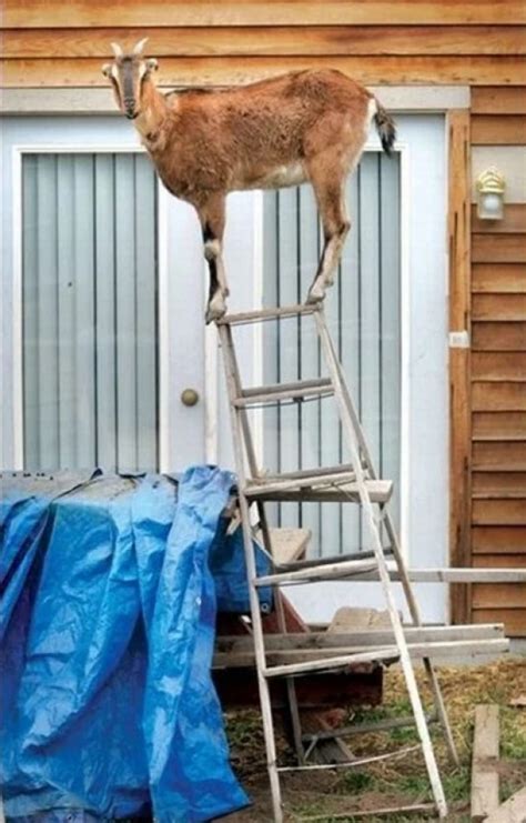 Ten Great Photos of Goats Climbing on Various Things