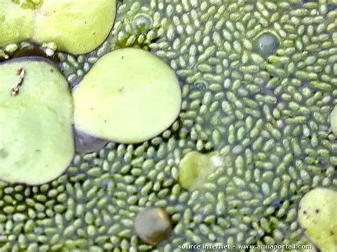 Wolffia globosa (Lentille d'eau à fleurs rondes, Wolfie ballon)