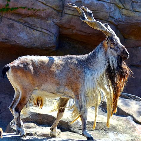 Rasta Goat Markhor Photograph by Berkehaus Photography