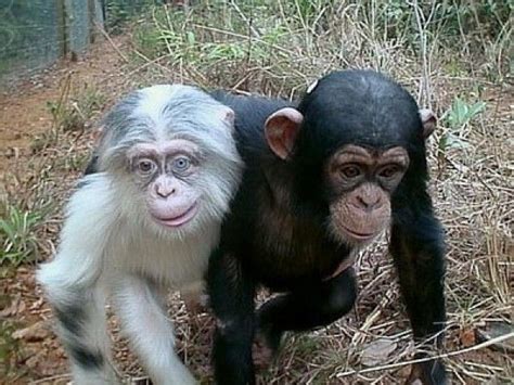 Albino baby chimp | Albino animals, Cute animals, Animals beautiful