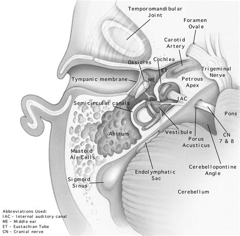 Atlas of Skull Base Surgery and Neurotology | Surgery, Carotid artery, Otolaryngology