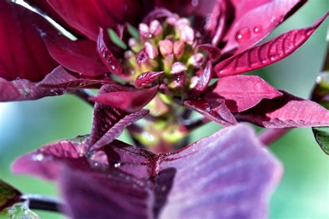 Mexican poinsettia, a worldwide symbol of Christmas, decided to bloom a ...