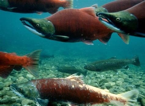 Study – Floodgates Turn Lower Fraser River’s Salmon “Nurseries” Into Invasive Species – FVN