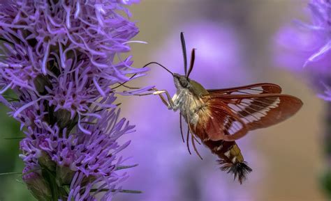 How to Identify a Hummingbird Clearwing Moth - Birds and Blooms