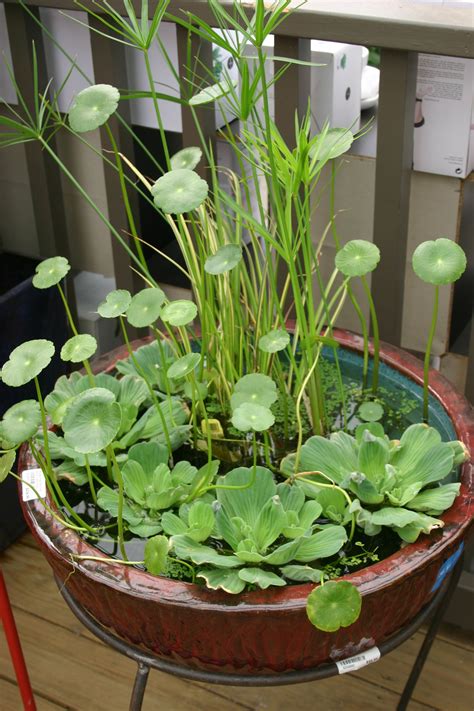 patio pond Small Water Gardens, Water Garden Plants, Container Water Gardens, Indoor Water ...