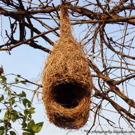 Baya Weaver Nest | Nature, Cultural, and Travel Photography Blog