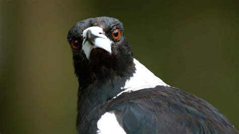 Magpie season starts early in central Queensland, warm winter may be to ...