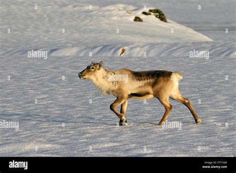 Reindeer (Rangifer tarandus) without antlers foraging in snow covered ...