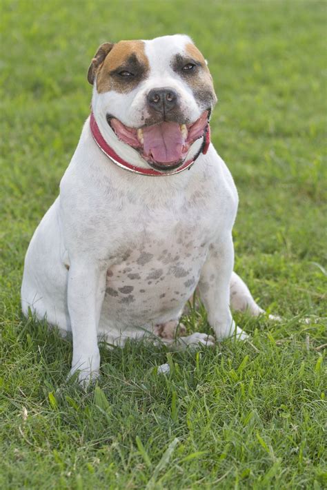 Caesar - Medium Male English Staffordshire Bull Terrier x American Staffordshire Bull Terrier ...