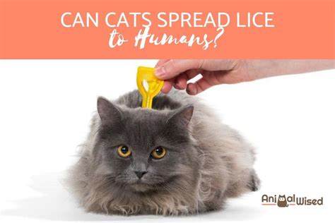 Can I Get Lice From My Cat? - Symptoms & Treatment of Feline Lice