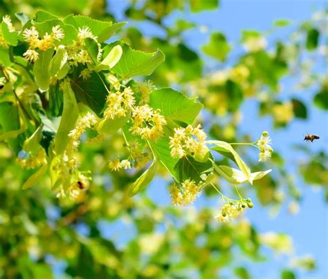 Lime tree - planting, harvest and infusions of lime trees or basswood