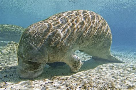 Florida Manatee Feeding Photograph by Clay Coleman - Fine Art America