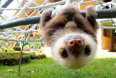 Upside down baby sloth. | Cute baby sloths, Cute baby animals, Baby animals pictures