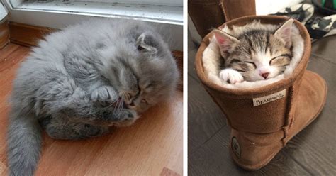 170 Sleepy Kittens Doing What They Do Best – Sleep | Bored Panda