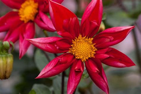 Red Petaled Flower · Free Stock Photo