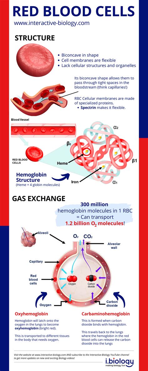 The Structure and Function of Red Blood Cells a.k.a. Erythrocytes ...