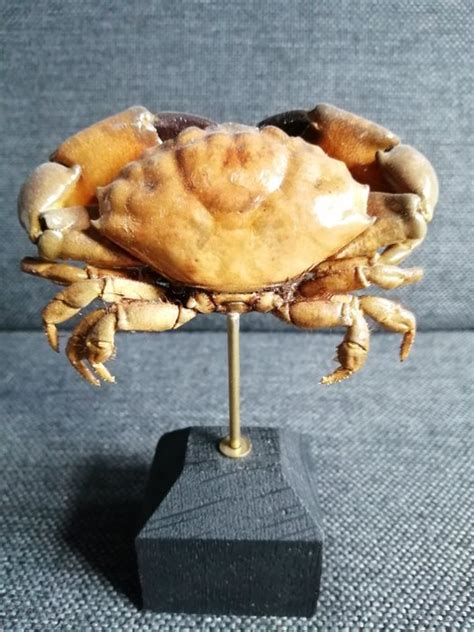 Red Egg Crab on custom stand - Atergatis integerrimus - - Catawiki