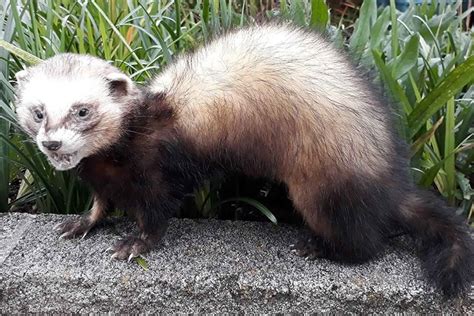 Mustelid Facts - reWild Wainui