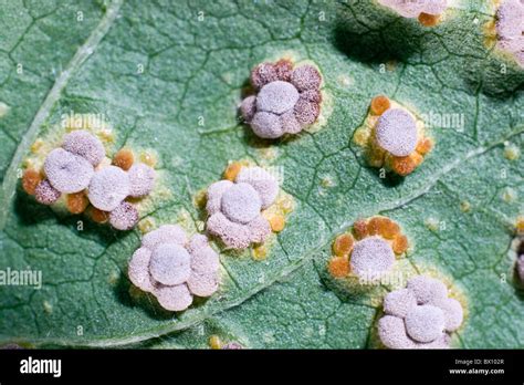 Close up of Hollyhock rust is caused by the fungus Puccinia malvacearum ...