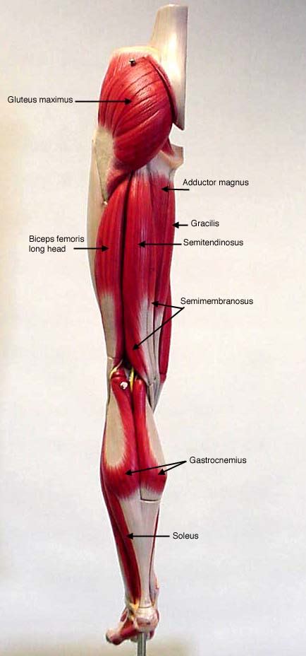 Muscles Of The Lower Limb Posterior