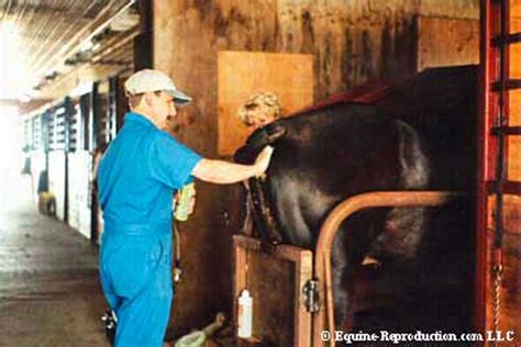 Artificial Insemination of the Mare • Equine-Reproduction.com, LLC