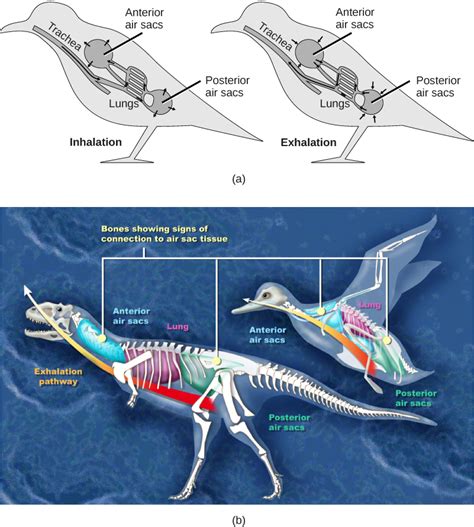 Biology, Animal Structure and Function, The Respiratory System, Breathing | OERTX