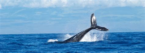 Commercial Whaling Is Thriving, Countries That Oppose It Don't Get Any ...