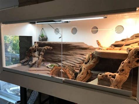 How to Set up the Perfect Bearded Dragon Terrarium? - Timeline Pets