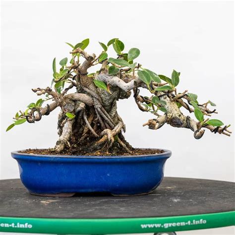 Cutback and wiring a Green Island ficus - Bonsai Tonight